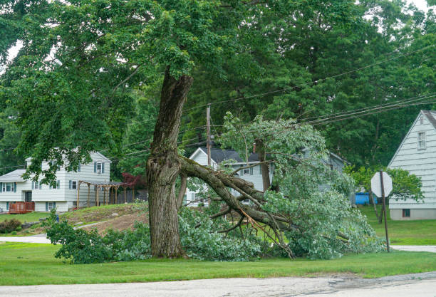 Coatesville, PA Tree Services Company